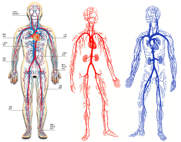 Артериальная и венозная система