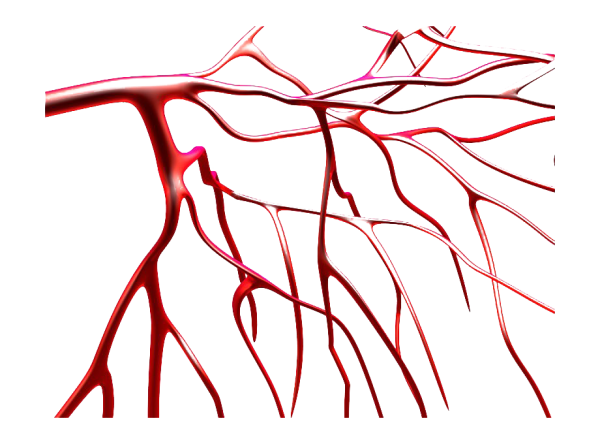 Кровеносная система капилляры