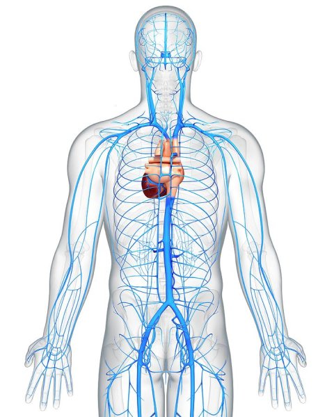 Вена тела человека анатомия