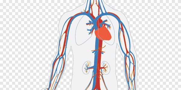 Сердечно-сосудистая система человека анатомия