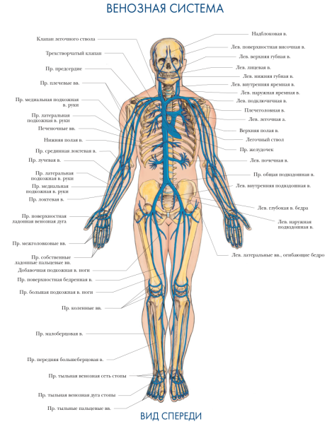 Артерия Вена капилляры кровеносные