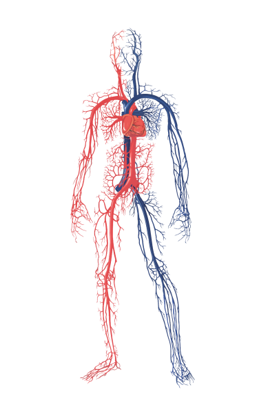 Венозная система человека схема