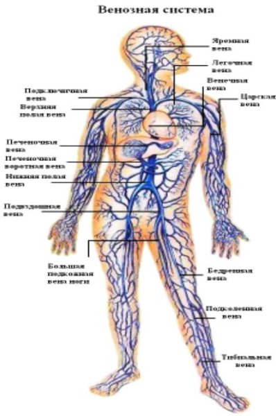 Система кровообращения артерии