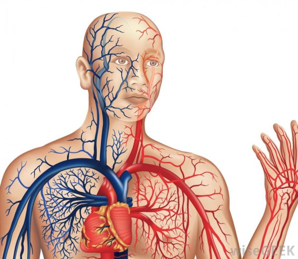 Схема артериальной и венозной системы человека