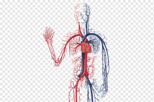 Кровеносная система вены