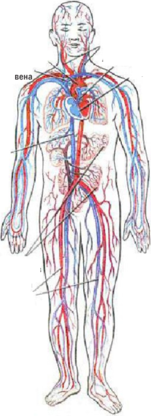 Сосуды верхней конечности анатомия схема