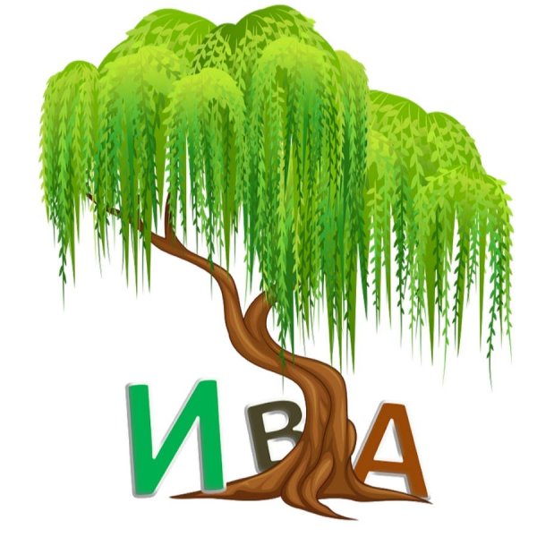 Ива для детей