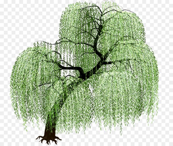 Ива дерево референс