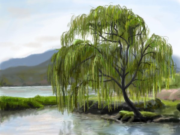 Ива дерево для детей