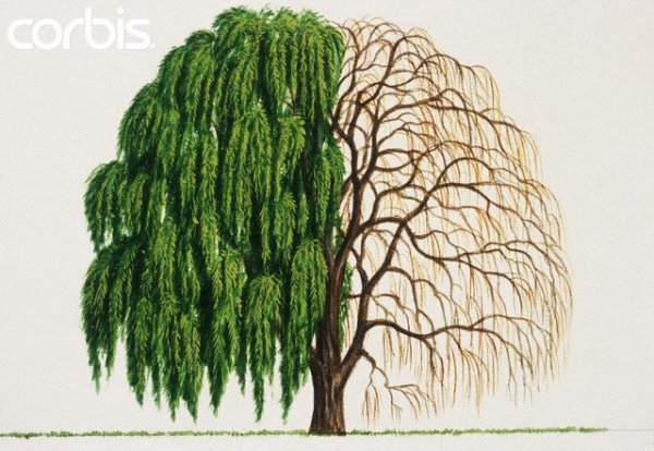 Дерево карандашом для срисовки