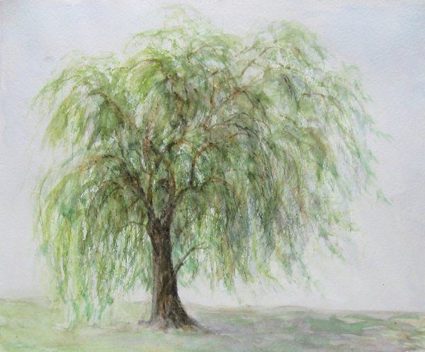 Ива раскраска для детей