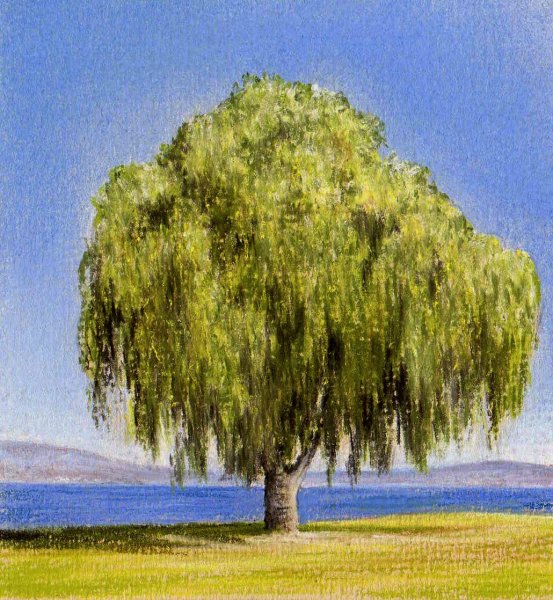 Плакучая Ива карандашом