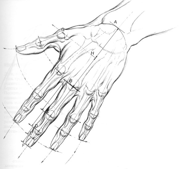 Кисть руки анатомия