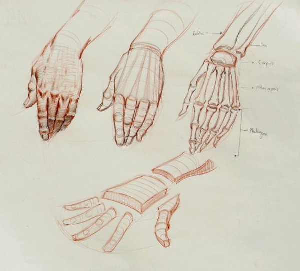 Кисти рук референсы анатомия