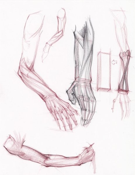 Анатомия кисти референс
