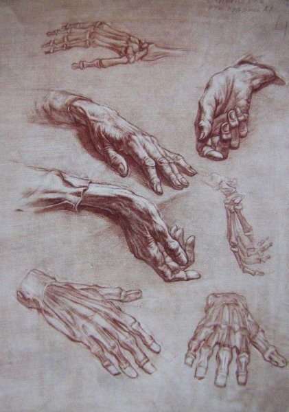 Анатомия кисти для художников