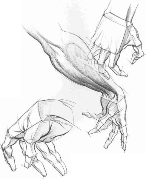 Академические зарисовки рук