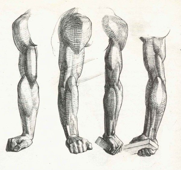 Мышцы предплечья Баммес