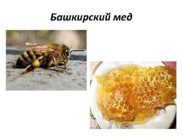 Семь чудес Башкортостана мед