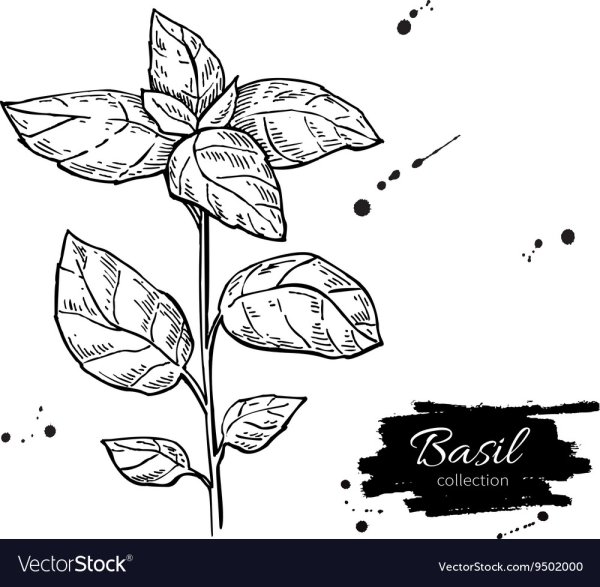 Базилик раскраска