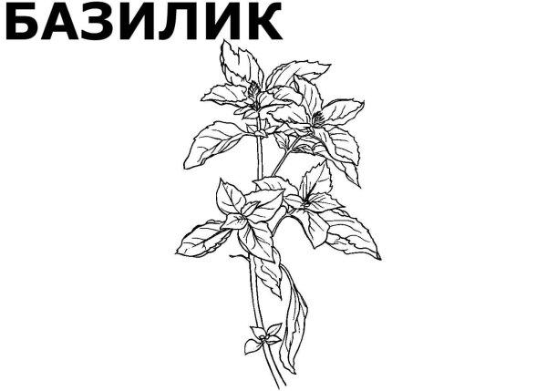 Срисовать базилик