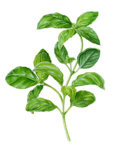 Ocimum basilicum Ботаническая иллюстрация