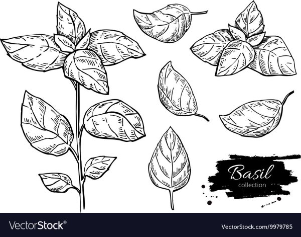 Базилик раскраска