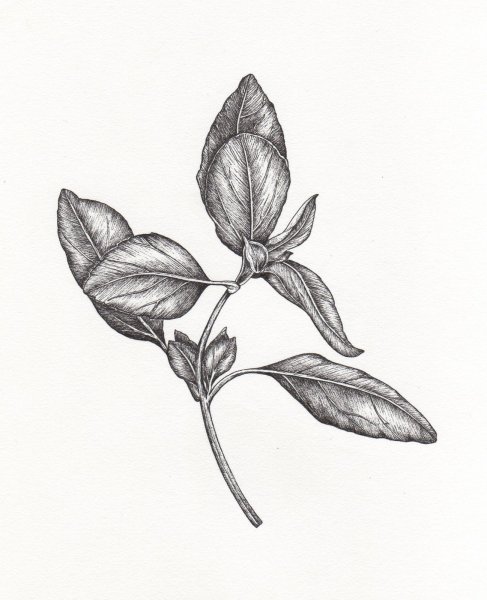 Базилик контур