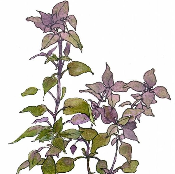 Базилик скетч