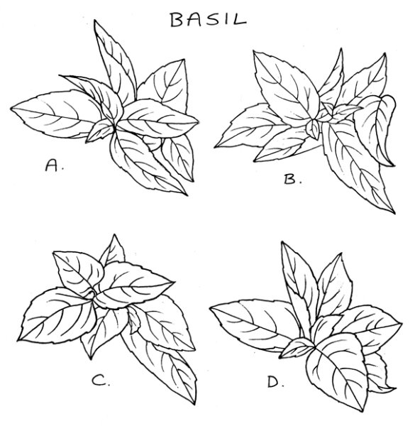 Базилик раскраска