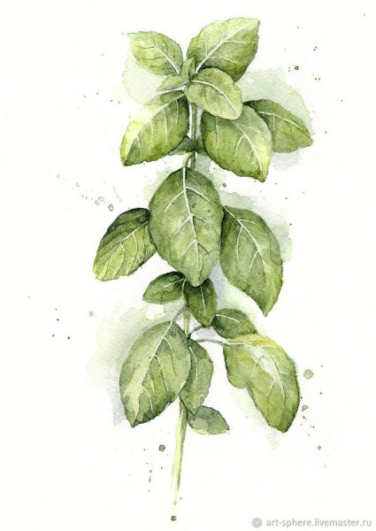 Лист базилика акварель