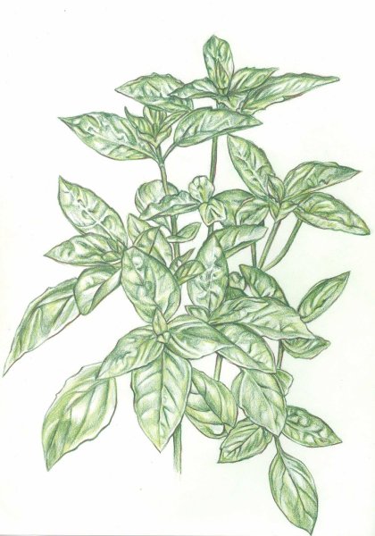 Базилик раскраска