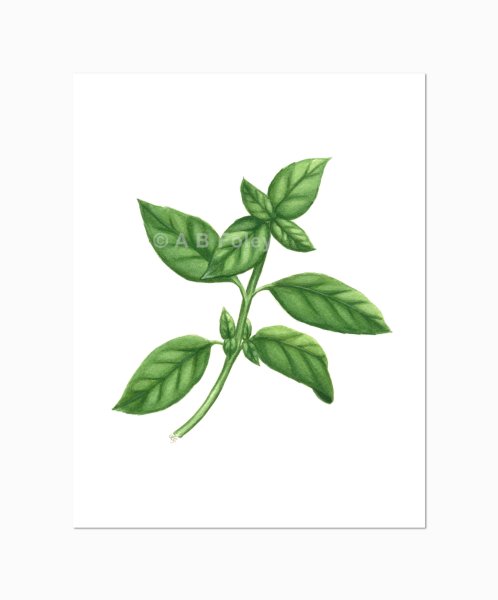 Базилик Ботаническая иллюстрация