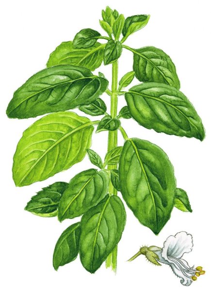 Базилик камфорный Ботаническая иллюстрация