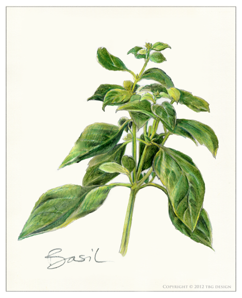 Ocimum basilicum ботаника