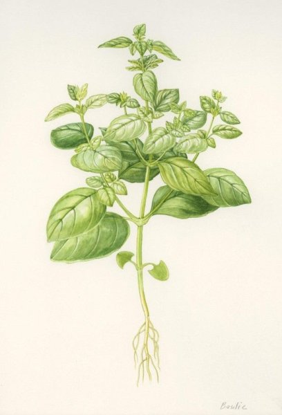 Лист базилика вектор