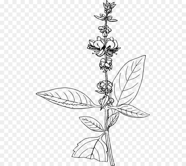 Базилик вектор