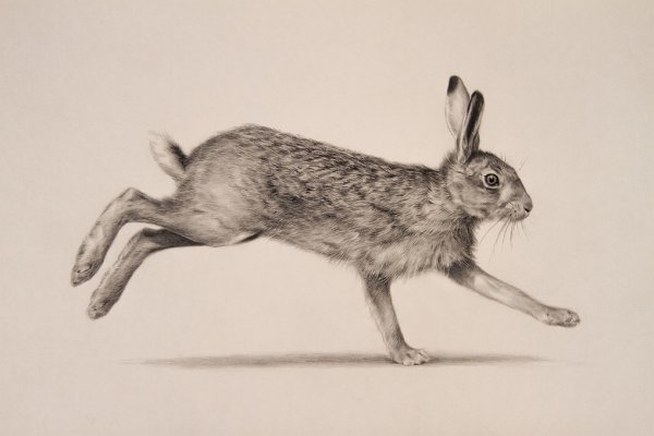 Заяц Русак бежит