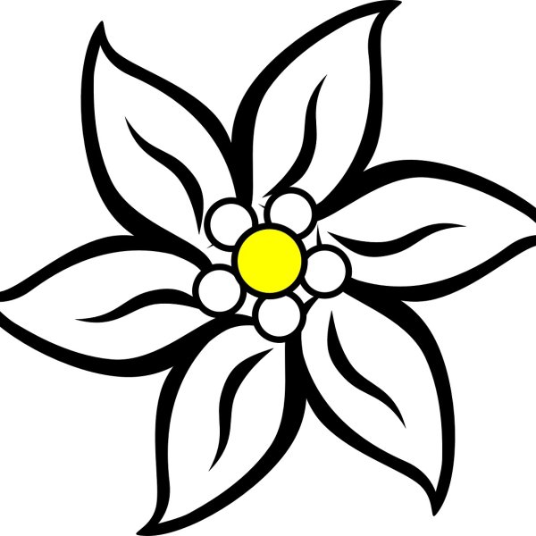 Эдельвейс цветок рисунок