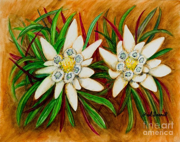 Эдельвейс живопись