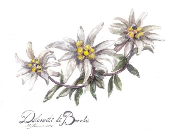 Эдельвейс цветок эскиз