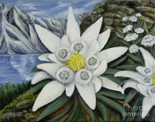 Эдельвейс живопись