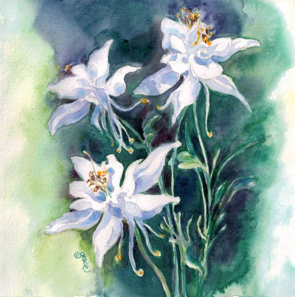 Акварельные Эдельвейс