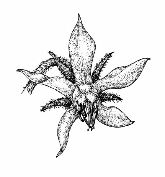 Тату Эдельвейс эскиз