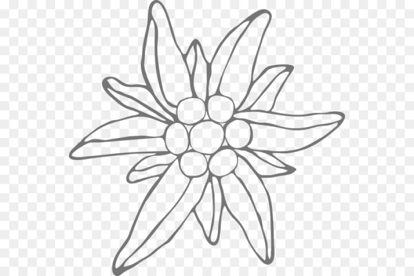 Эдельвейс карандашом