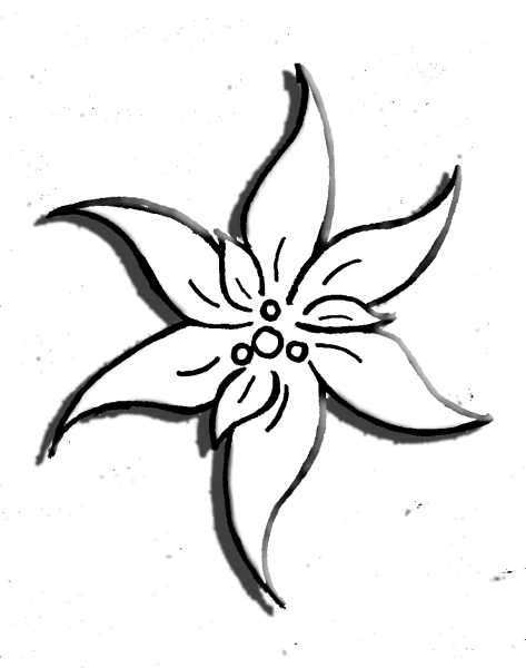 Эдельвейс цветок эскиз