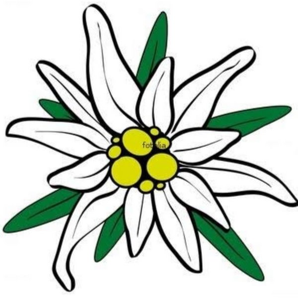 Эдельвейс рисунок для детей