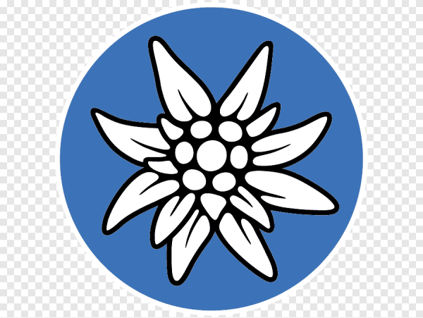 Эдельвейс цветок вектор