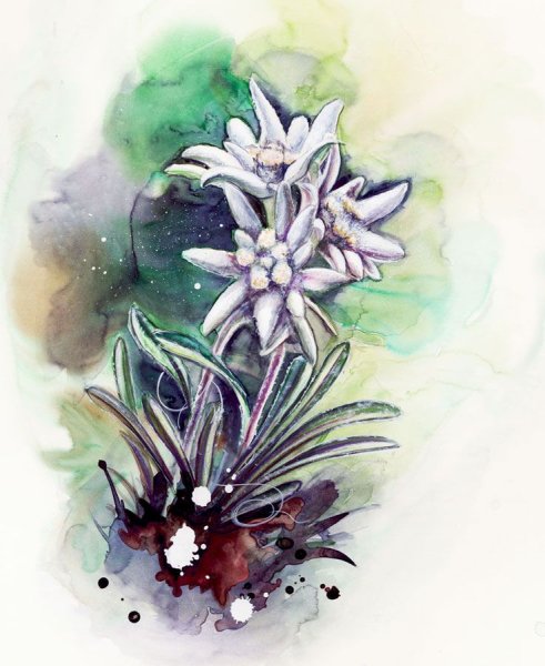 Акварельные Эдельвейс