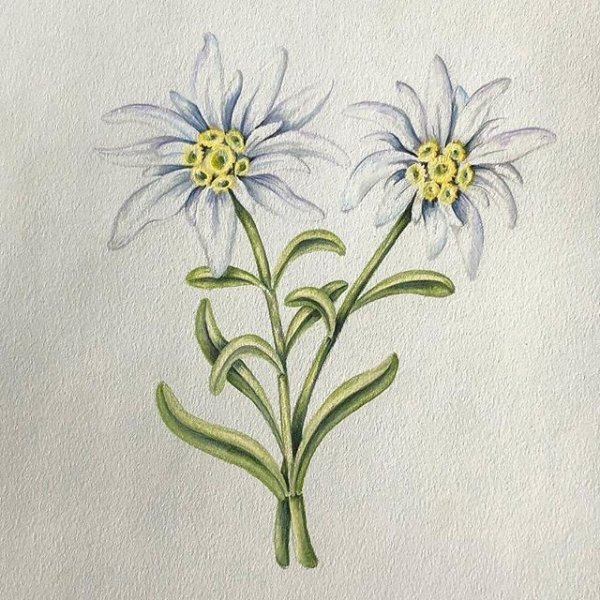 Эдельвейс Альпийский Ботаническая иллюстрация